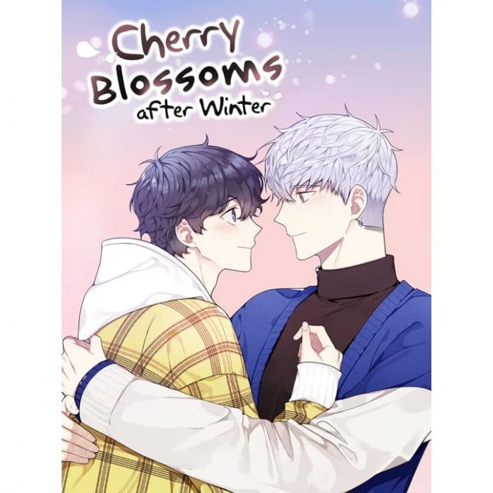 Cherry Blossoms After Winter