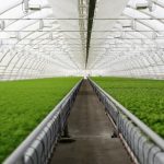 Greenhouse