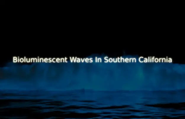 Where I Can See Bioluminescent Waves In Southern California
